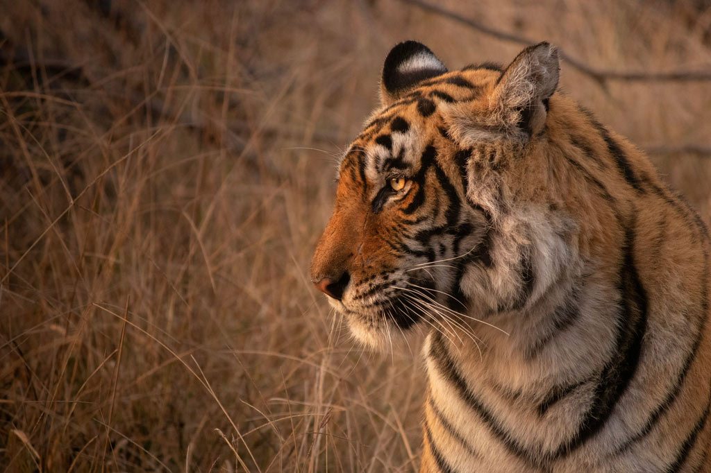 Explorer la faune du Rajasthan
