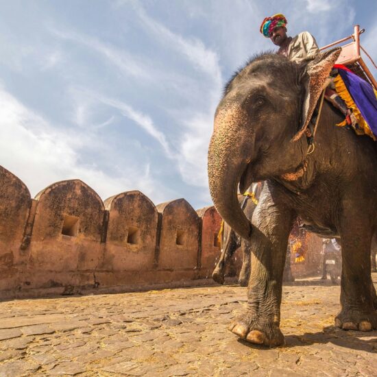 Les éléphants d'Inde